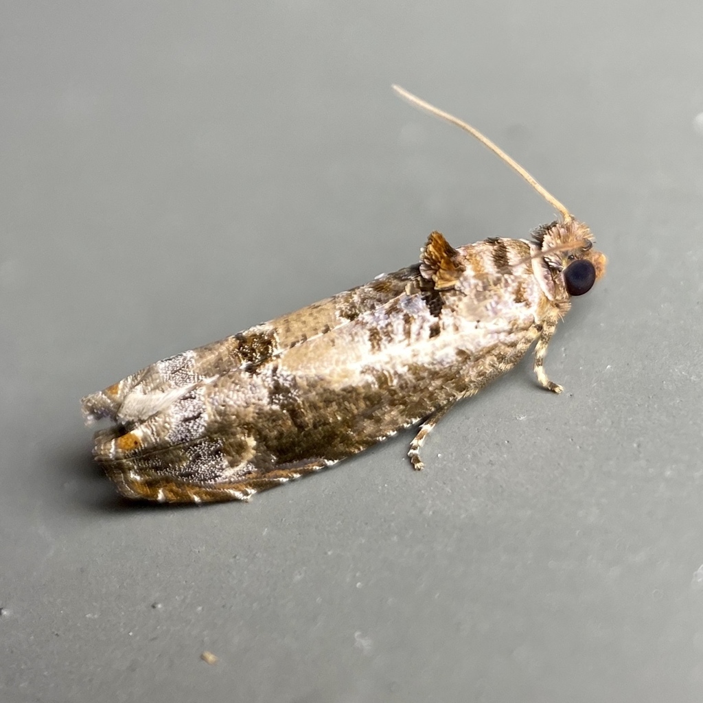 Mango Flower Webworm