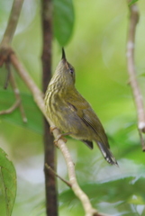 Kurochkinegramma hypogrammicum