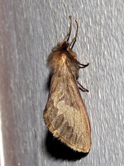 Eudalaca