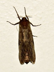Eudalaca