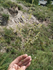 Artemisia frigida