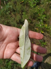 Cirsium arvense
