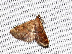 Cerynea thermesialis
