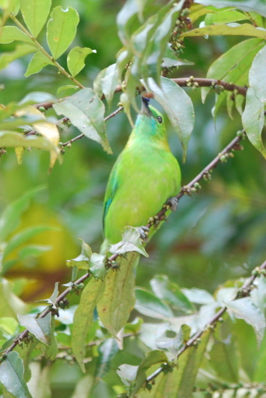 Blue-Winged Leafbird
