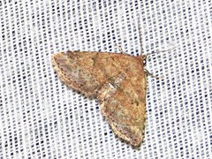 Cerynea thermesialis