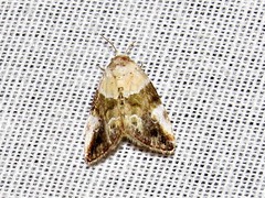 Hypercodia wheeleri