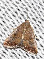 Amyna axis