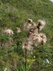 Cirsium arvense
