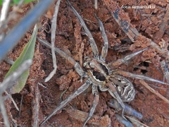 Lycosa praegrandis