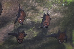 Lesser Sheath-Tailed Bat photo 2