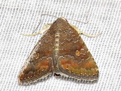 Amyna axis
