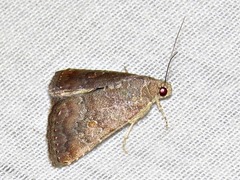 Amyna axis