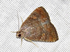 Amyna axis