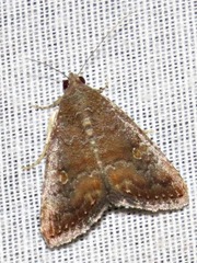 Amyna axis