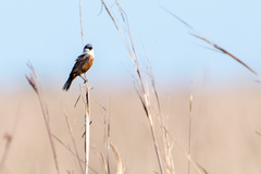 Sporophila palustris