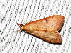 Uresiphita gilvata
