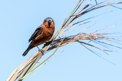 Sporophila cinnamomea