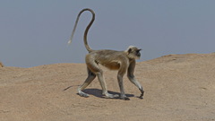 Black-Footed Gray Langur photo 3
