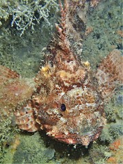 Scorpaena sumptuosa