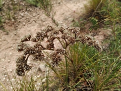 Goniolimon speciosum