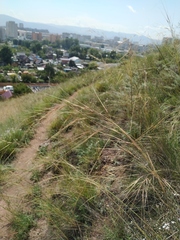 Stipa capillata