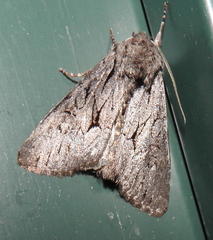 Fishia yosemitae