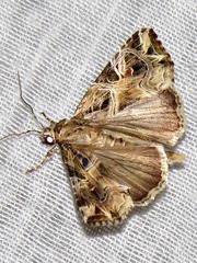 Callopistria yerburii