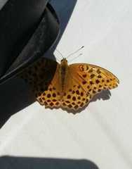 Argynnis anadyomene