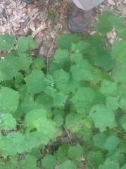 Malvaviscus arboreus drummondii