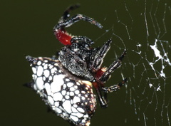 Isoxya cicatricosa