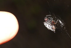Isoxya cicatricosa