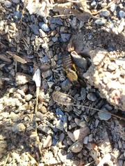 Porcellio ornatus