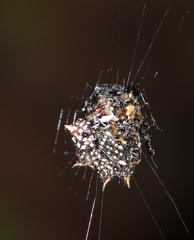 Isoxya cicatricosa