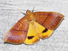 Achaea klugii