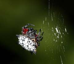 Isoxya cicatricosa