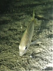 Pseudocaranx georgianus