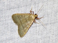 Hypsopygia nostralis