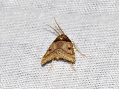 Loryma basalis