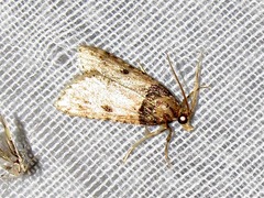 Loryma basalis
