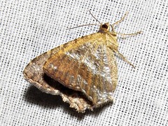 Chiasmia confuscata