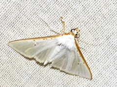 Palpita vitrealis