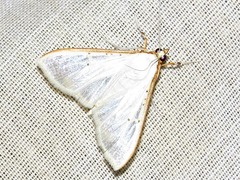 Palpita vitrealis