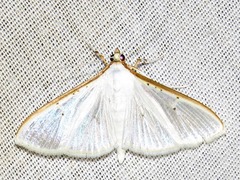 Palpita vitrealis