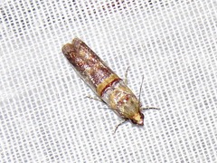 Hypargyria metalliferella