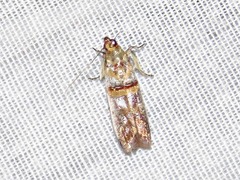 Hypargyria metalliferella