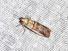 Hypargyria metalliferella