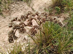 Goniolimon speciosum