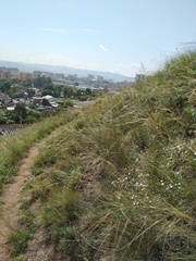 Stipa capillata