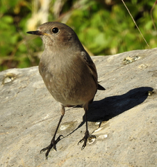 Phoenicurus ochruros