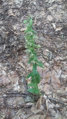 Epipactis leptochila